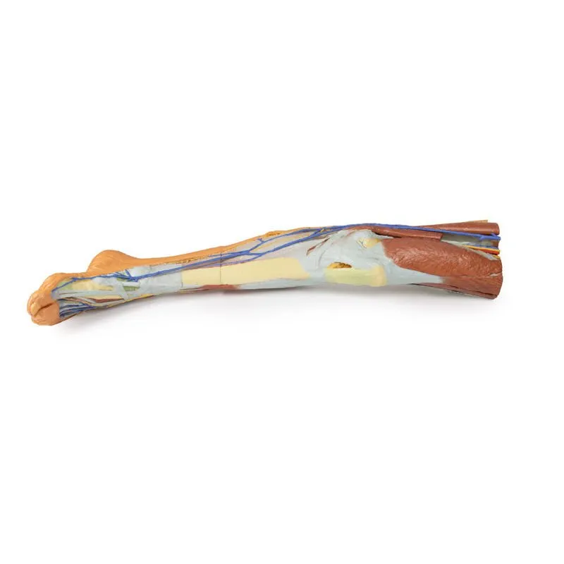3D Printed Lower Limb ƒ?? Superficial Dissection