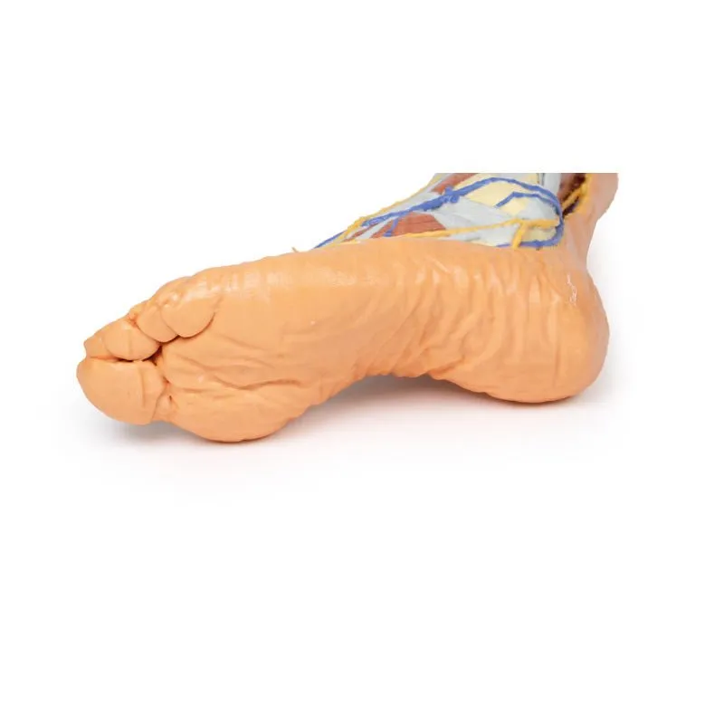 3D Printed Lower Limb ƒ?? Superficial Dissection