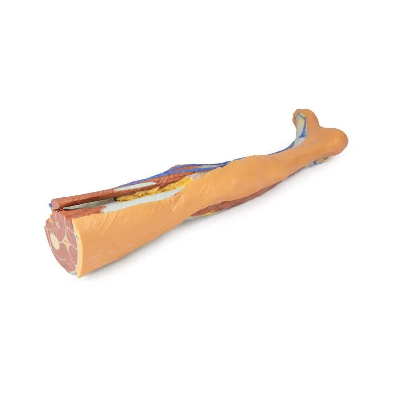 3D Printed Lower Limb ƒ?? Superficial Dissection
