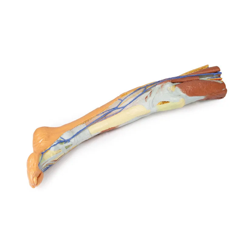 3D Printed Lower Limb ƒ?? Superficial Dissection