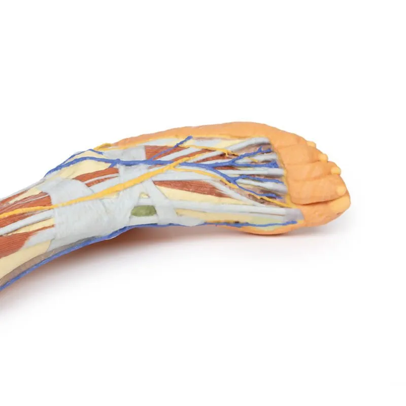 3D Printed Lower Limb ƒ?? Superficial Dissection