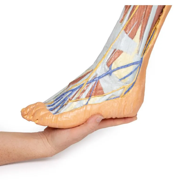 3D Printed Lower Limb ƒ?? Superficial Dissection