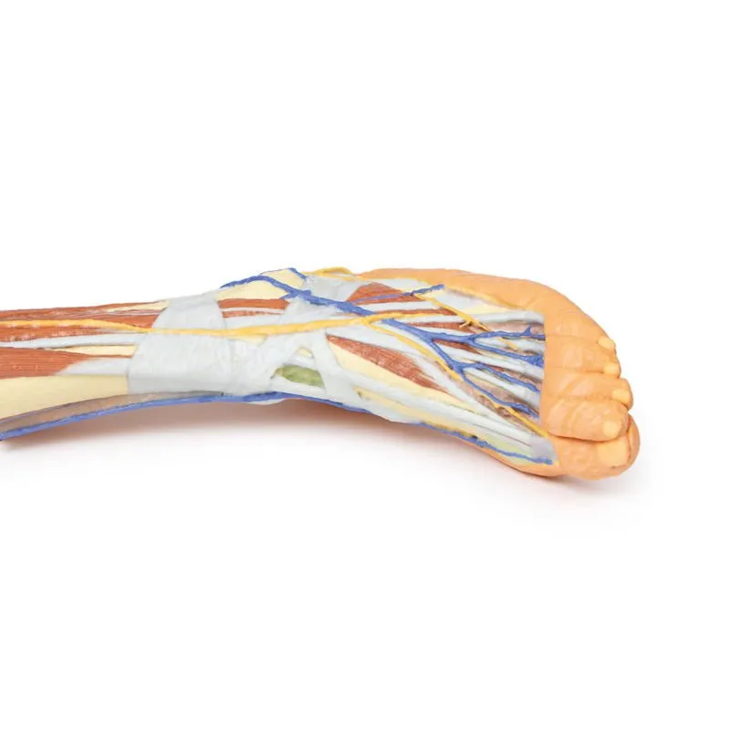 3D Printed Lower Limb ƒ?? Superficial Dissection