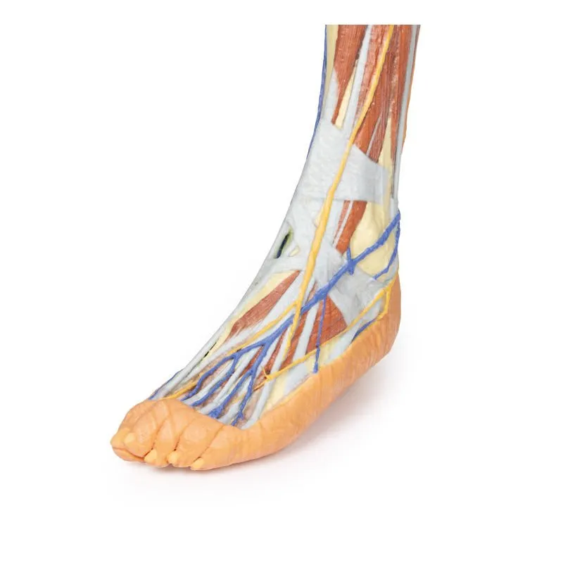 3D Printed Lower Limb ƒ?? Superficial Dissection