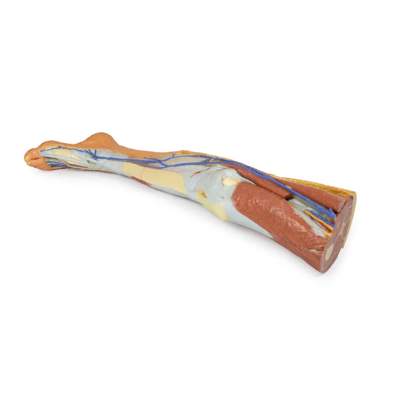 3D Printed Lower Limb ƒ?? Superficial Dissection