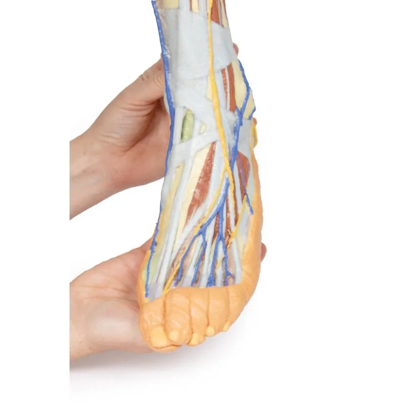 3D Printed Lower Limb ƒ?? Superficial Dissection
