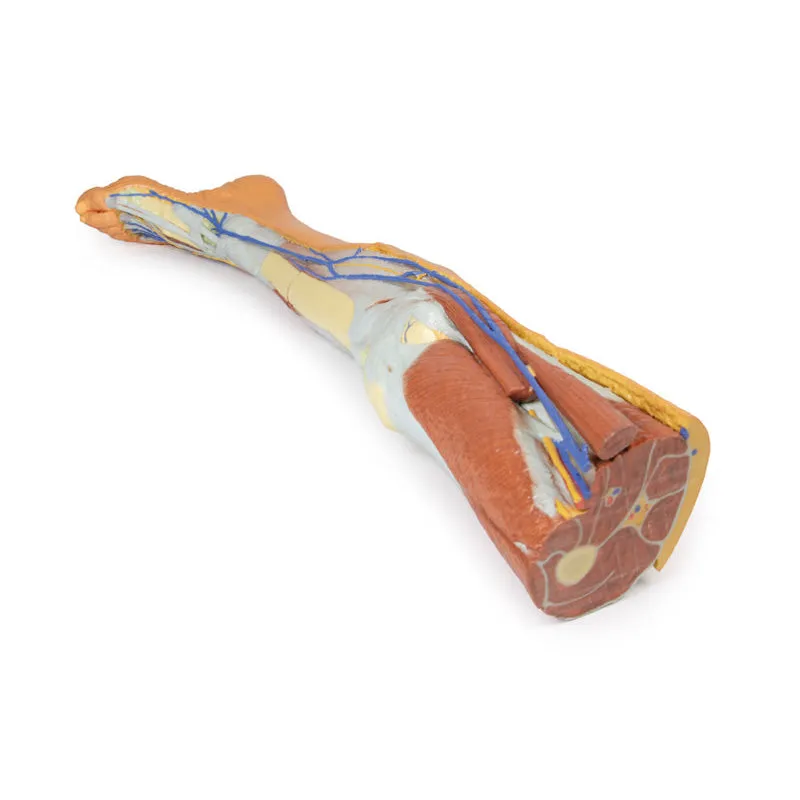 3D Printed Lower Limb ƒ?? Superficial Dissection
