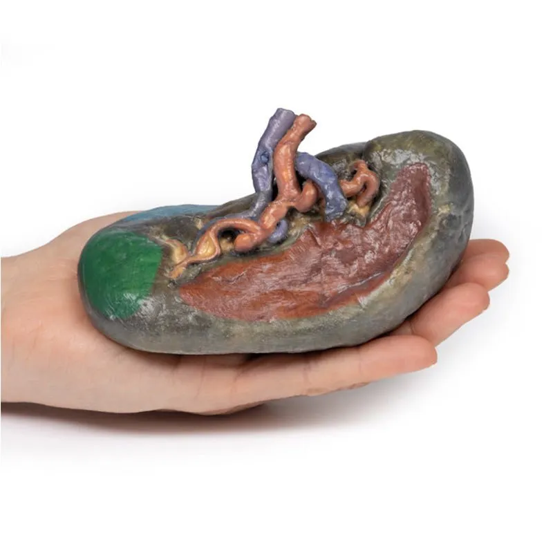 3D Printed Vasculature of the Spleen