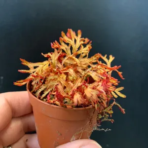 Blood Red Clubmoss