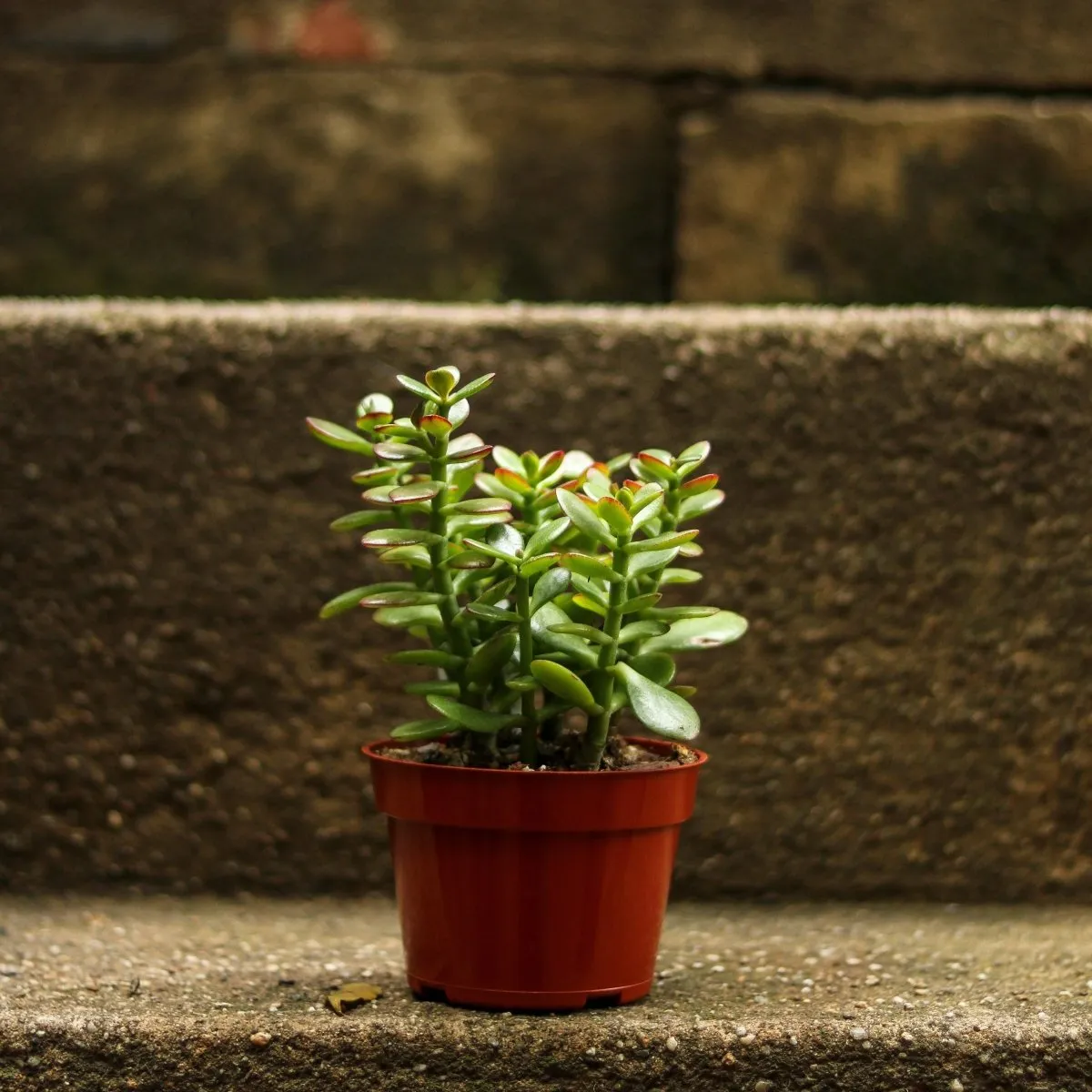 Crassula Ovata Obliqua 'California Red Tip' Jade Plant - 4 Inch