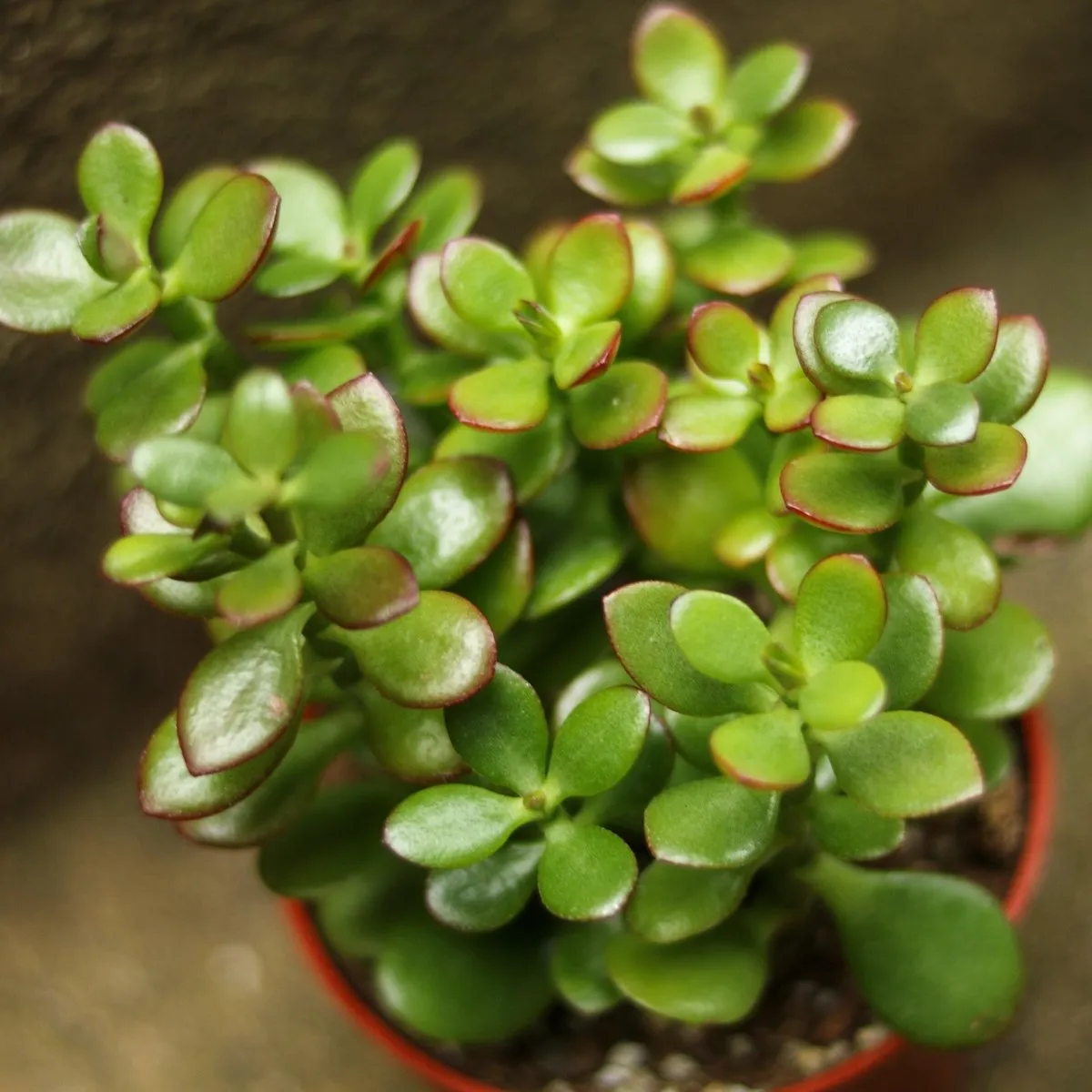 Crassula Ovata Obliqua 'California Red Tip' Jade Plant - 4 Inch