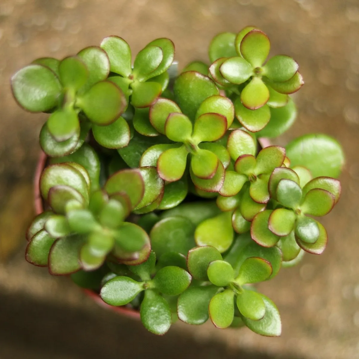 Crassula Ovata Obliqua 'California Red Tip' Jade Plant - 4 Inch