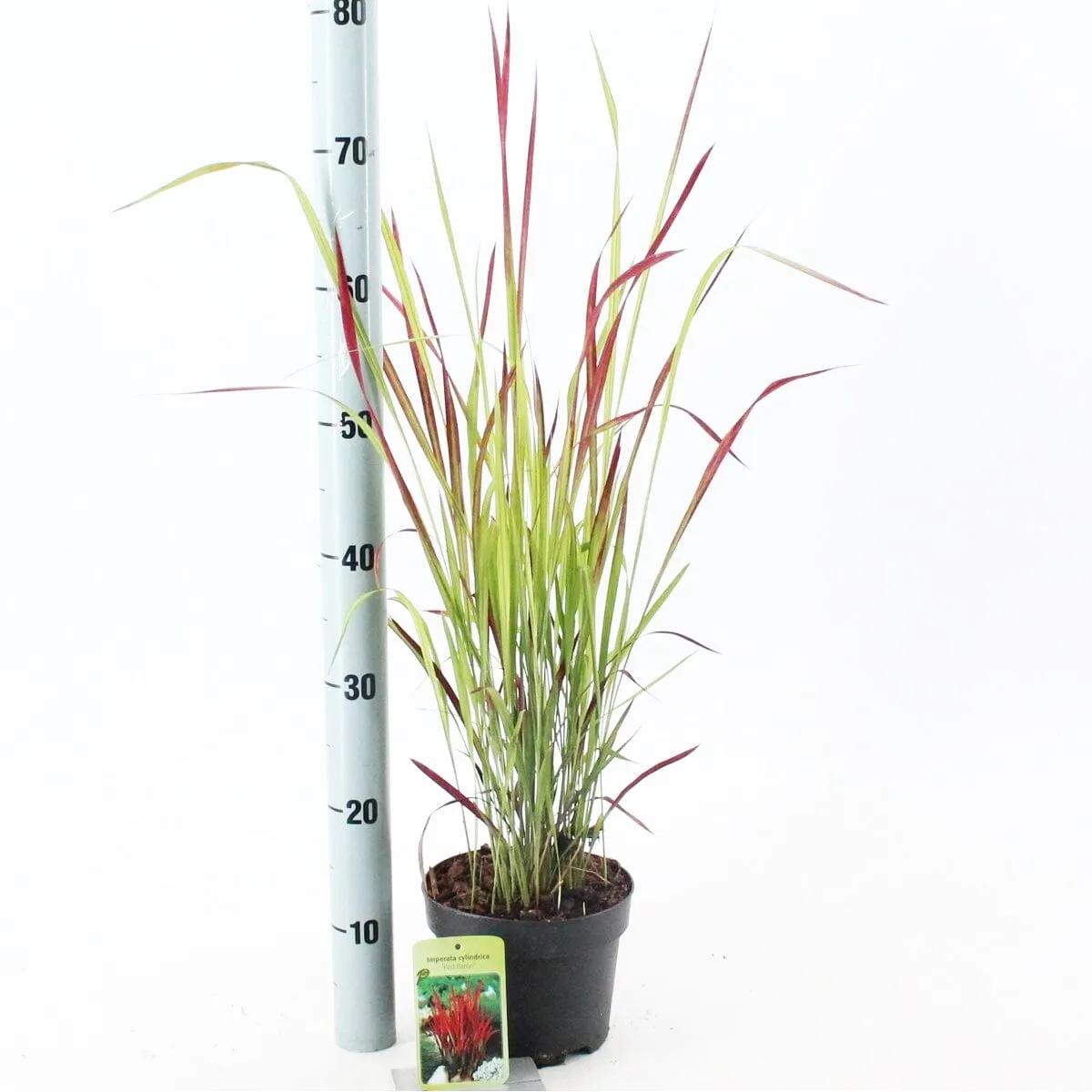 Imperata cyl. Red Baron 23cm Pot 50cm Shrub Plant