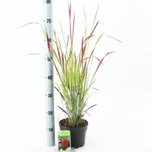 Imperata cyl. Red Baron 23cm Pot 50cm Shrub Plant