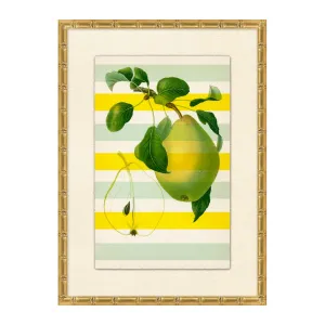 Striped Pear 2