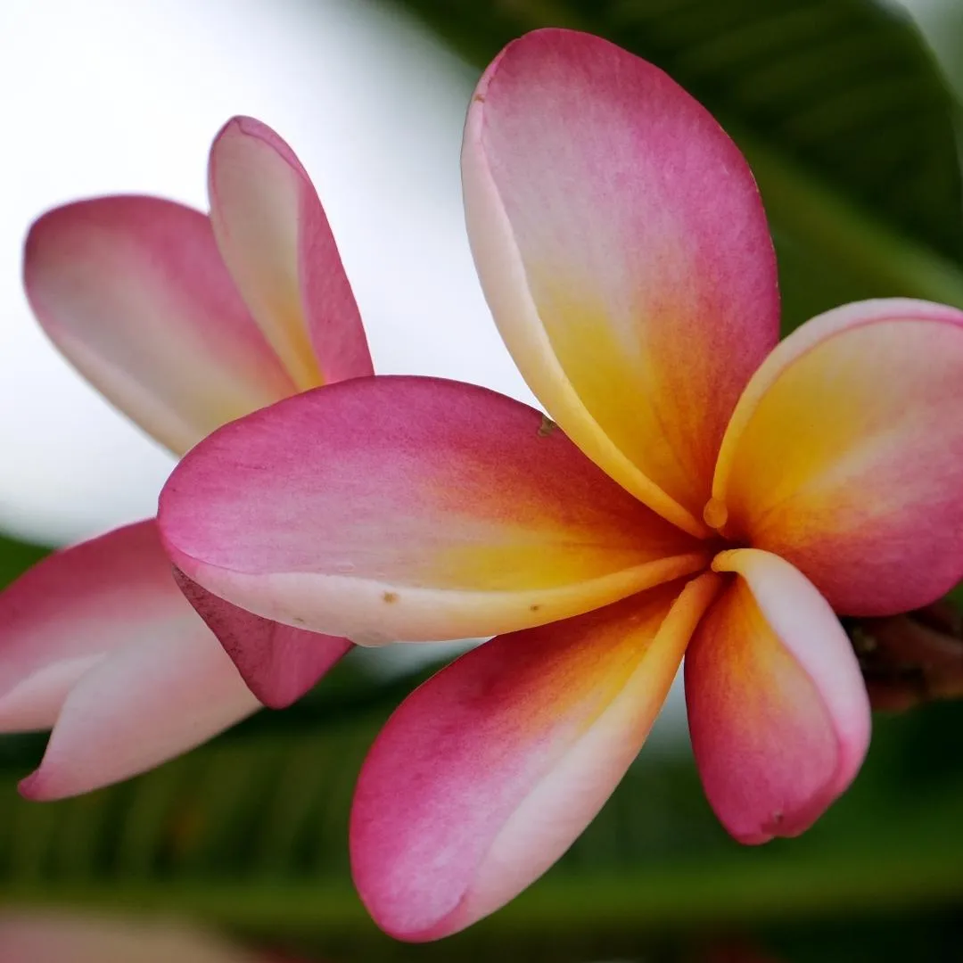 Wild Frangipani Fragrance Oil