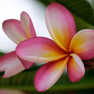 Wild Frangipani Fragrance Oil